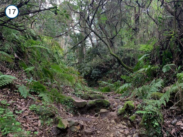 苔むした石が点在