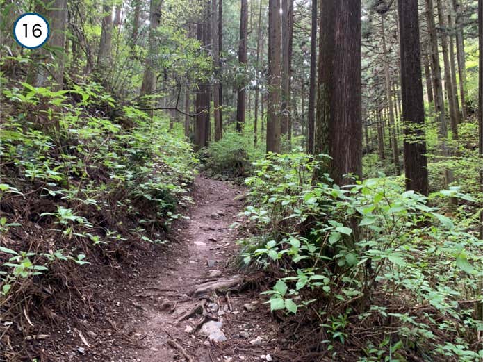 沢の右岸を歩く