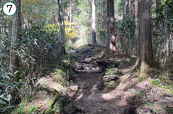金時神社登山口 序盤の登山道