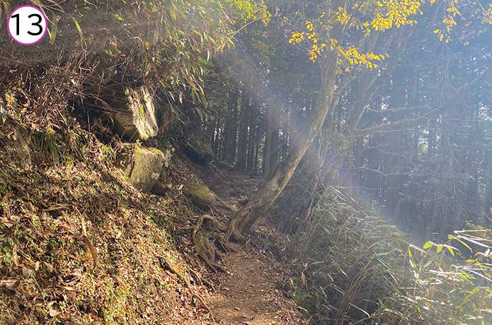 金時神社登山口 登山道の木