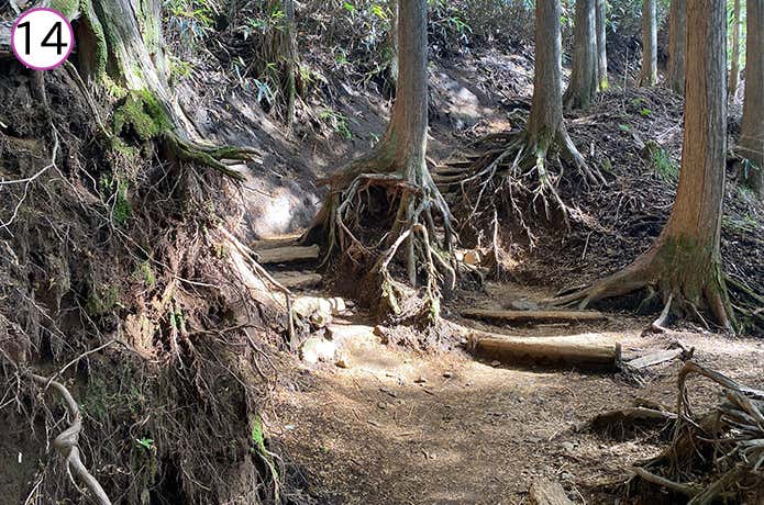 金時神社登山口 木の根が露出した登山道