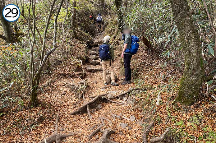金時登山口との合流地点~金時山 山頂近くの登山道