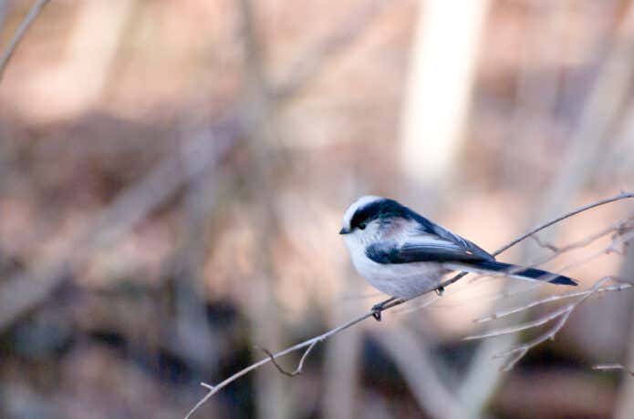 湖尻で撮影された野鳥・エナガ