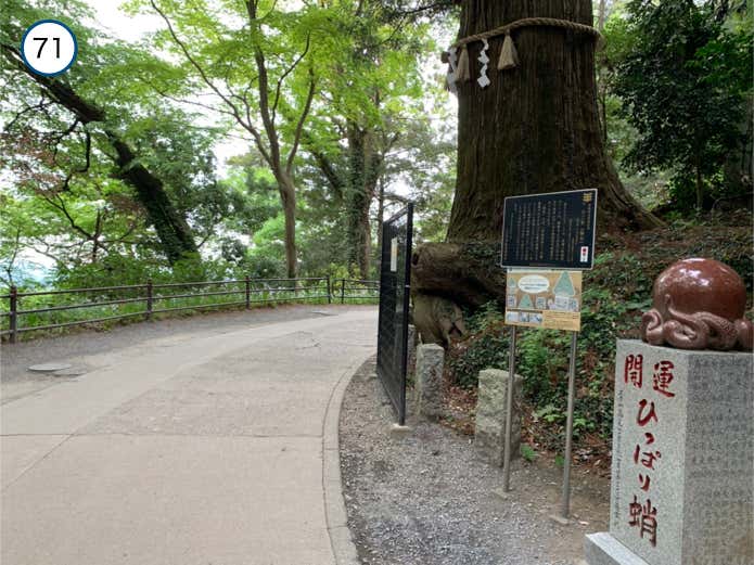 蛸杉