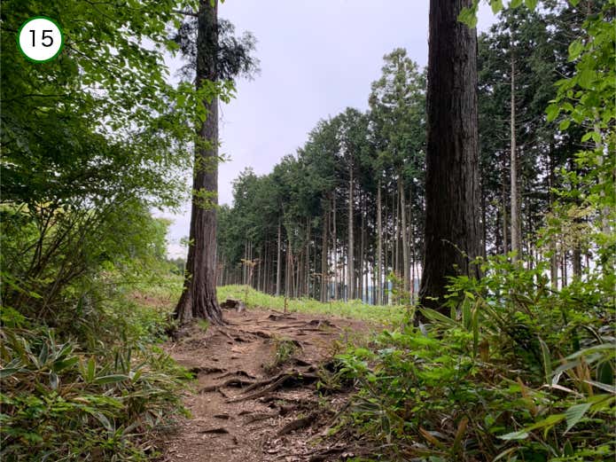 赤岩山の防火帯へ
