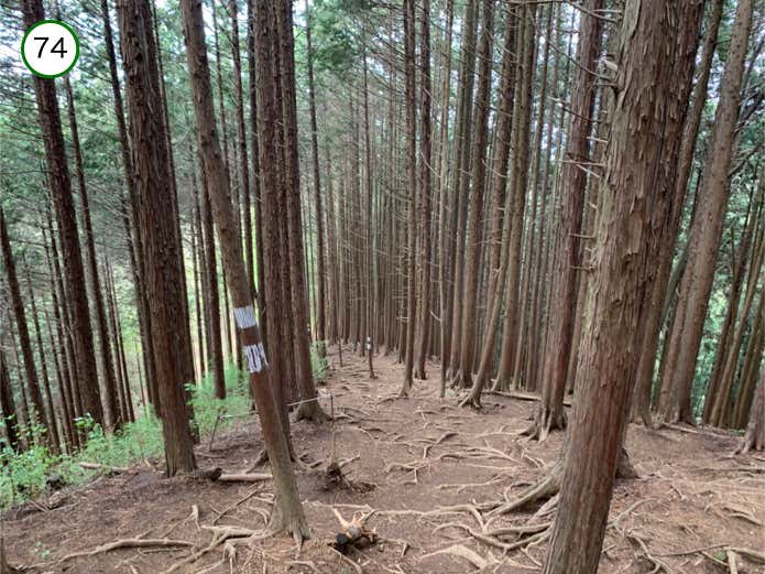 針葉樹林の中の下り