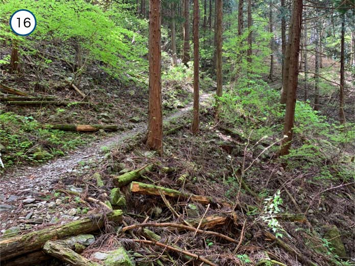 登山道が始まる