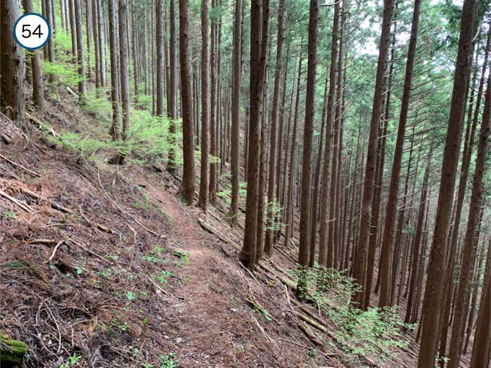 間伐された樹林帯