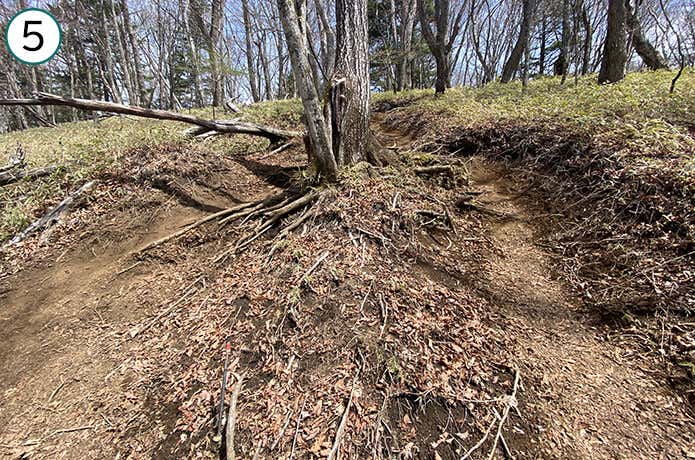 ⑤木で二股に分かれる登山道