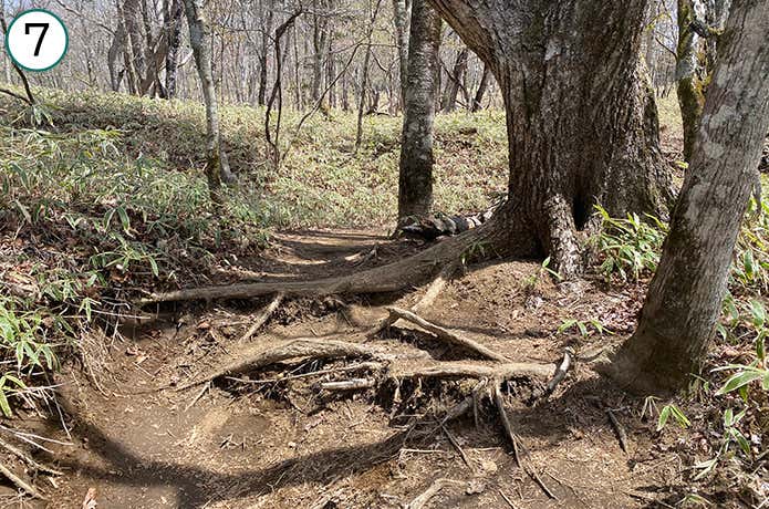 ⑦木の根がある登山道