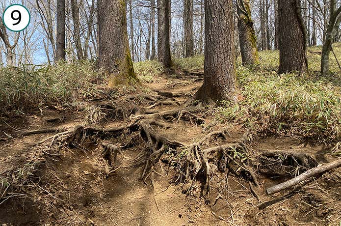 ⑨木の根の段差がある登山道