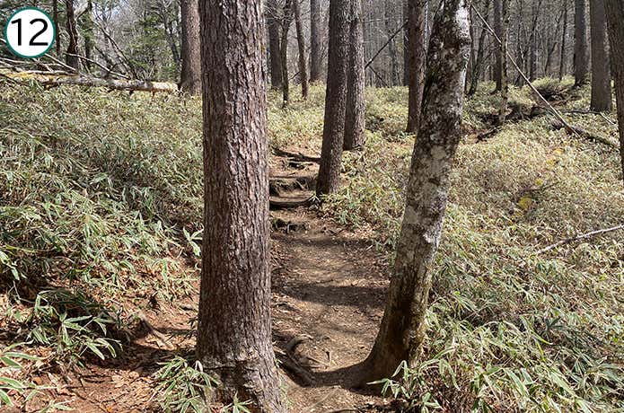 ⑫木が邪魔する登山道
