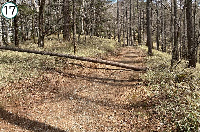 ⑰ゆるやかな登山道