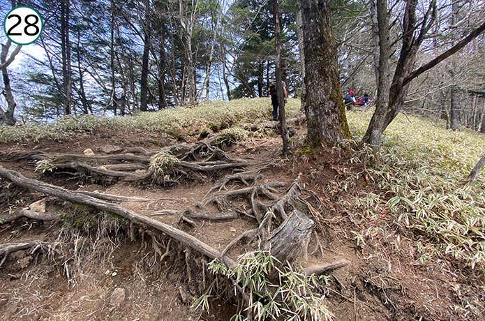 ㉘木の根の段差がある登山道