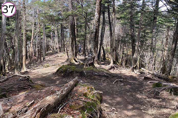 ㊲山頂への登山道　序盤