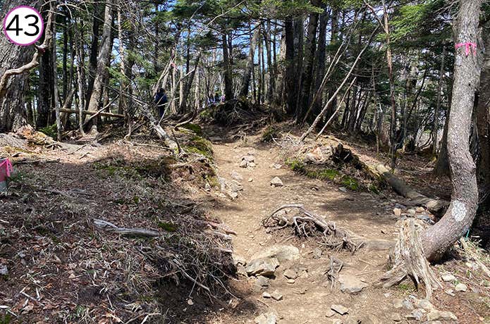 ㊸ゆるやかな山頂手前の登山道