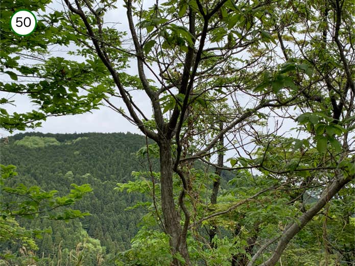 小仏城山北東尾根