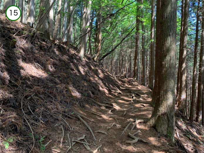 木の根が露出した登山道