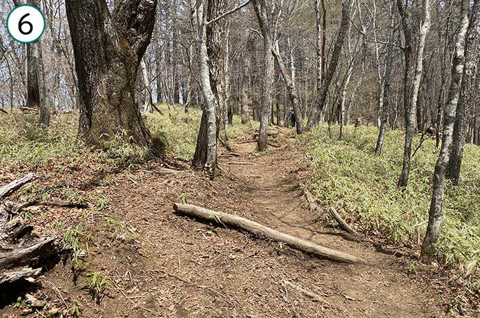⑥丸太がころがる登山道