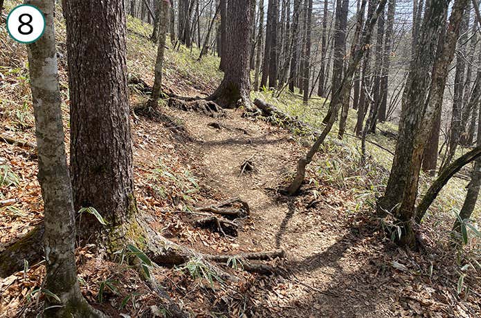 ⑧木の根が何箇所か露出した登山道