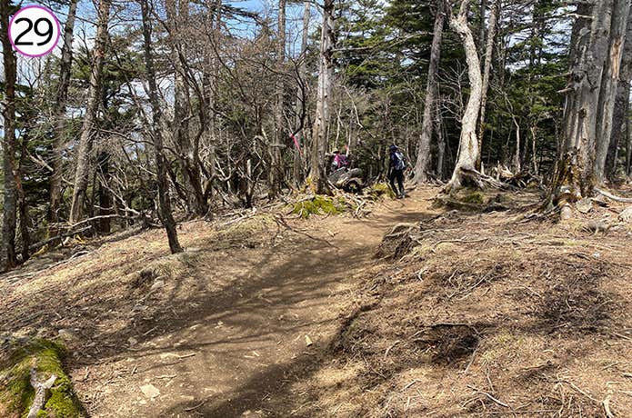 ㉙樹林帯の登山道序盤