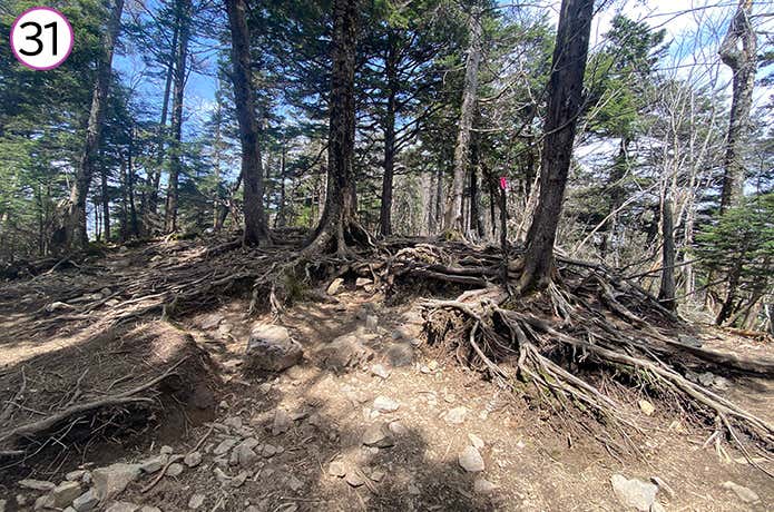 ㉛木の根が露出した登山道