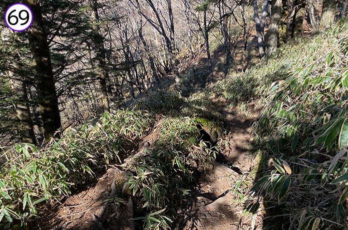 69.林道への樹林帯
