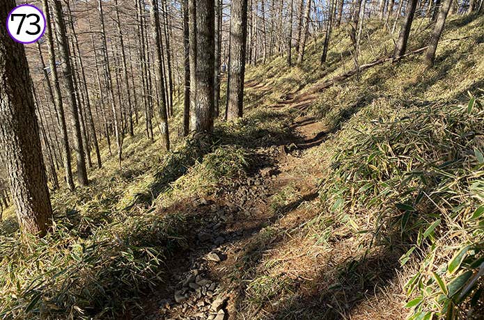 73.林道までの下り道