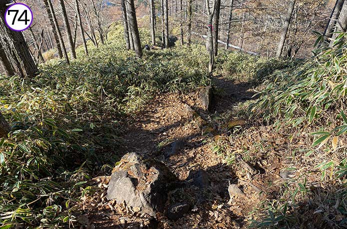 74.林道手前の登山道