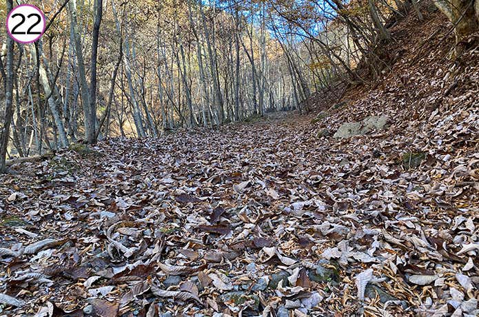 ㉒ゆるやかな登りの林道