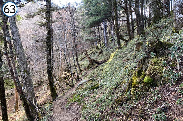 63.笹の生えている登山道
