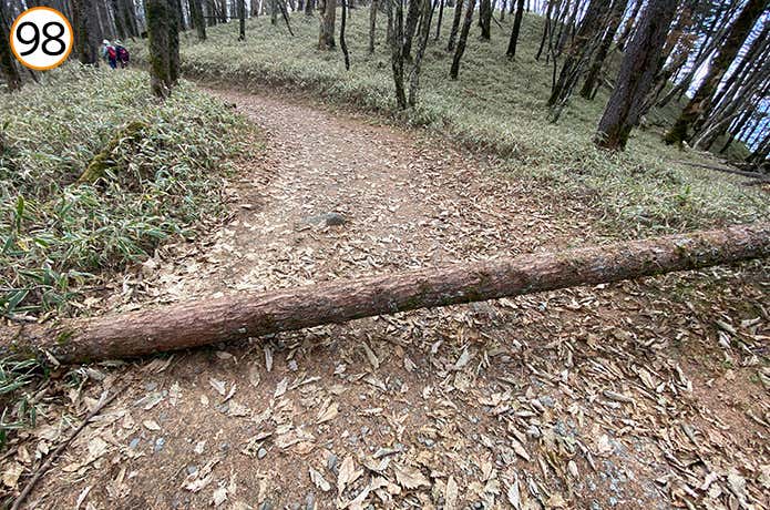 98.登山道の倒木