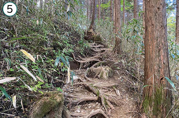 乙女峠への登山道