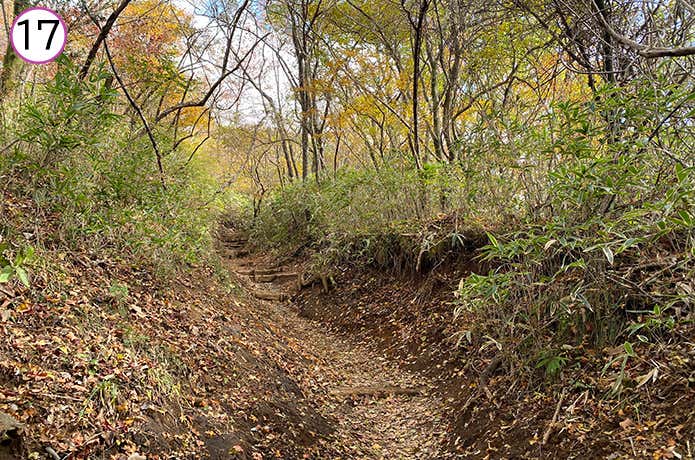乙女峠から長尾山への登山道