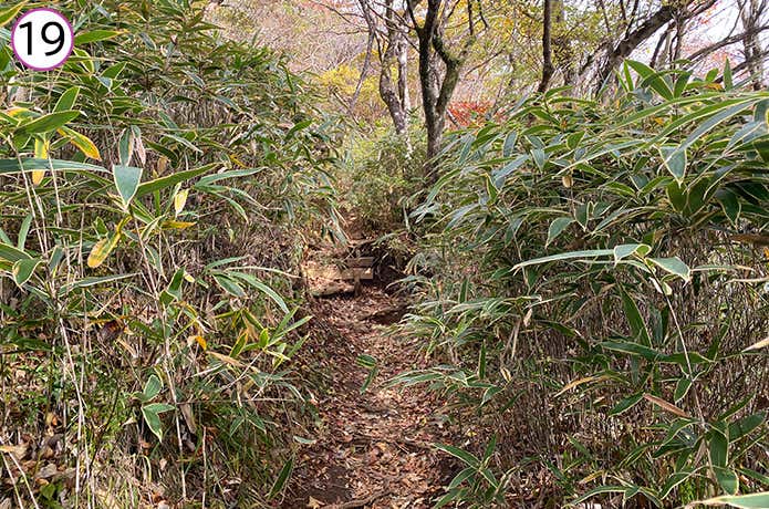 乙女峠から長尾山への登山道