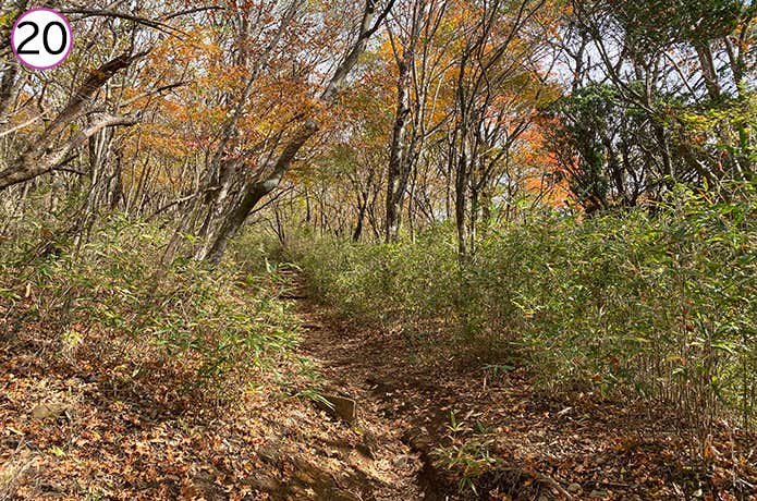 乙女峠から長尾山への登山道 平坦な道