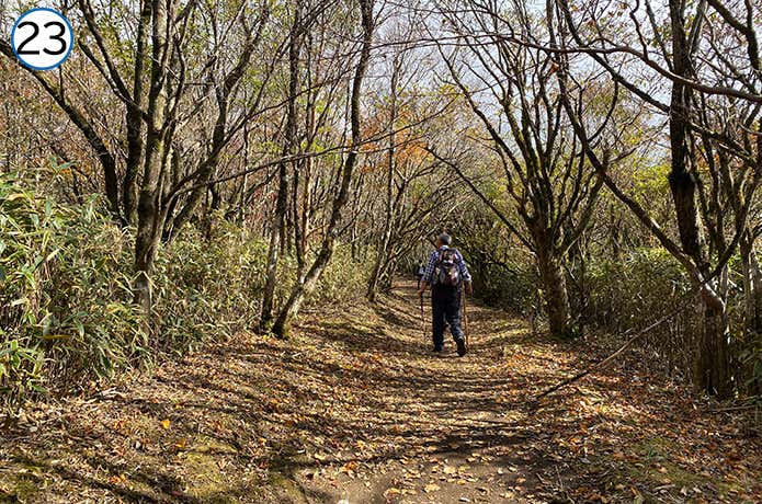 長尾山から金時山への登山道 平坦な道