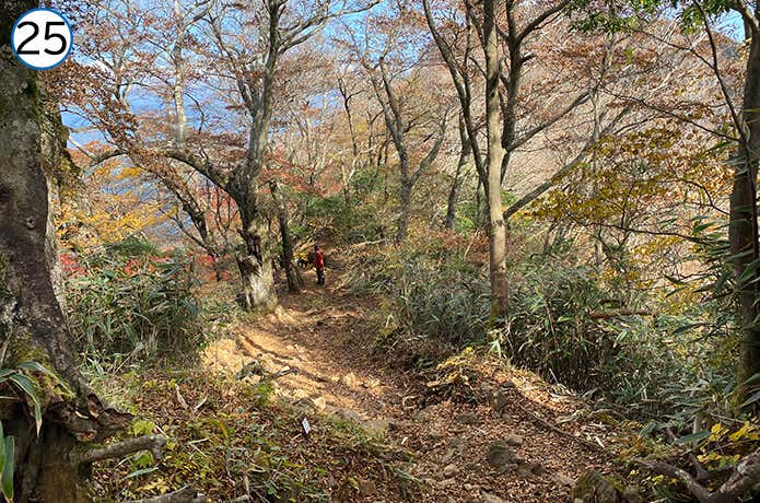 長尾山から金時山への登山道