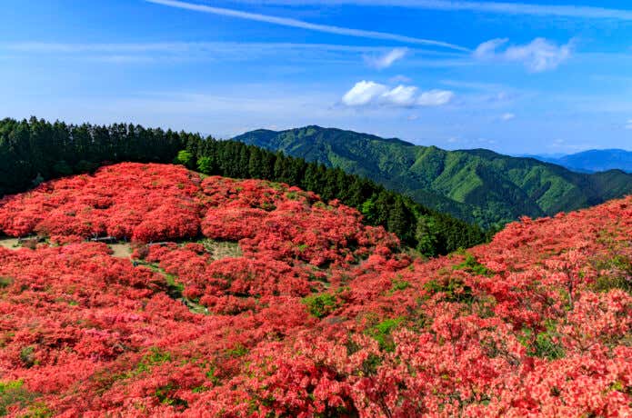 葛城山 つつじ