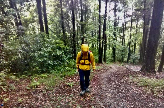ティフォン50000を着て森を歩いている写真