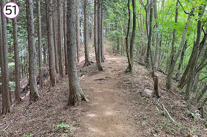 51.鍋割山分岐への登山道