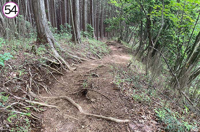 54.ゆるやかに下っていく登山道