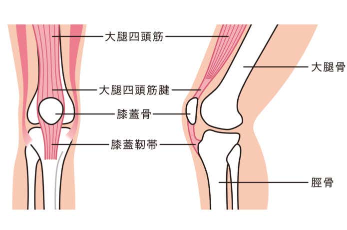 足の筋肉・骨の構造