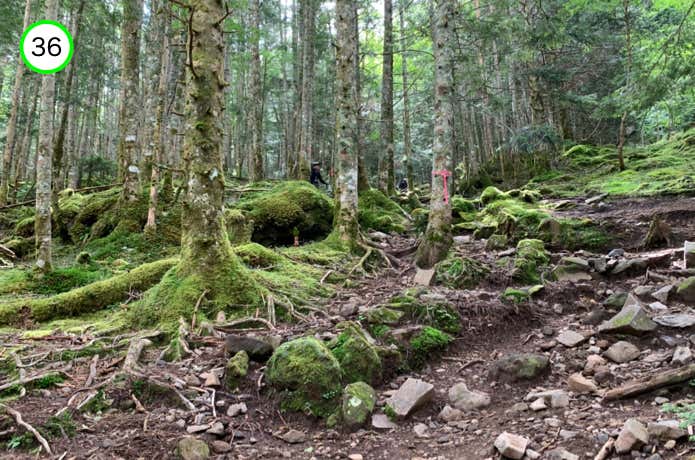 樹林帯の登り