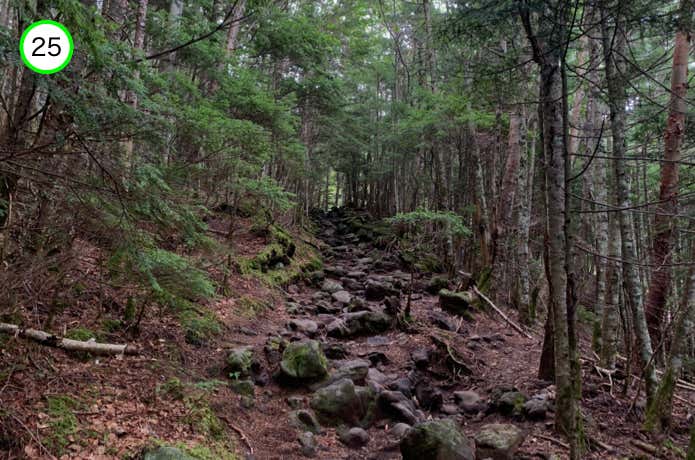 樹林帯の登り