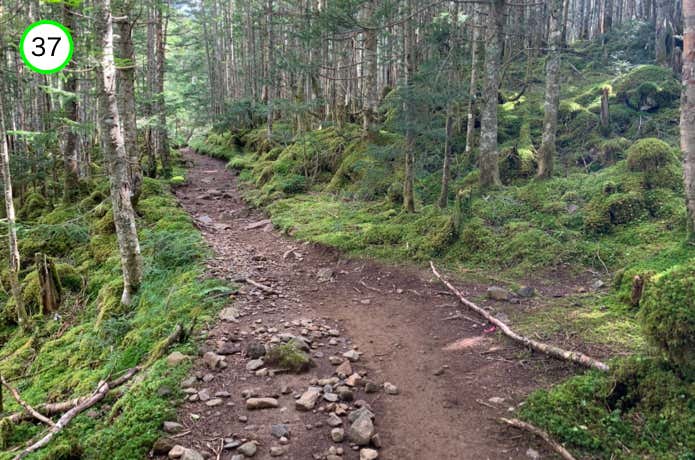 なだらかな登山道