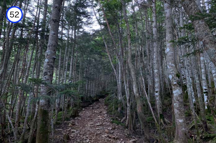 針葉樹林帯の中の登り