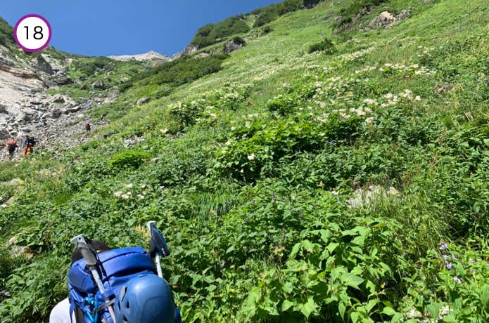 高山植物が多い斜面