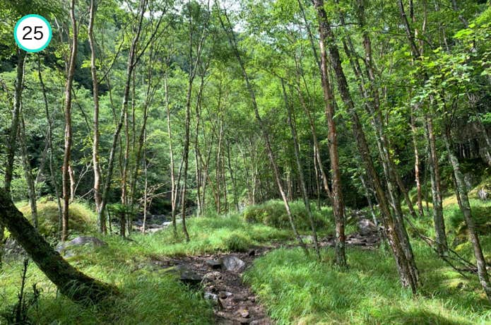 草原状の樹林帯