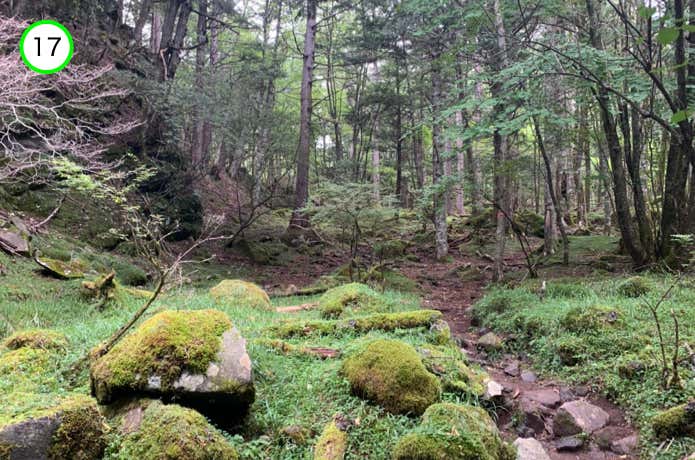 苔むした原生林